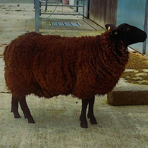 The Bear Cushion – Irish Wool from County Clare